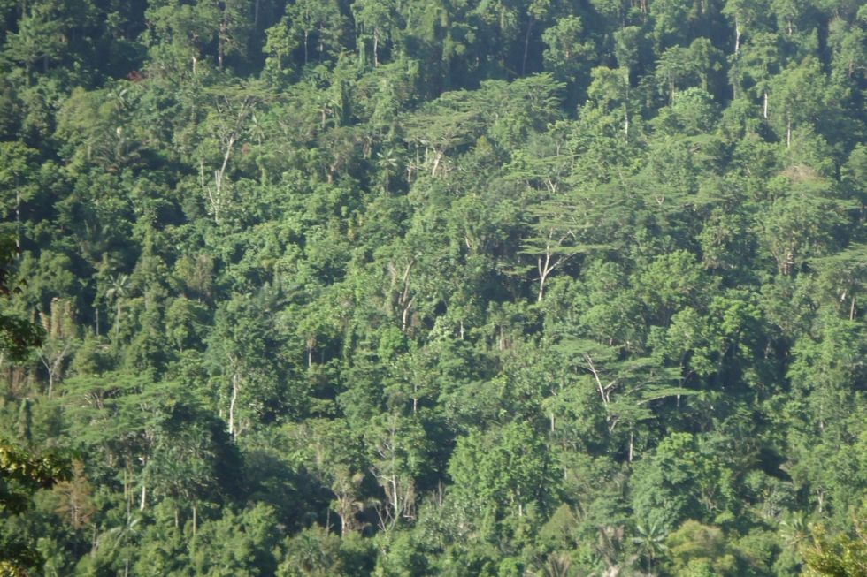 5 Alasan Hari Sejuta Pohon Jadi Momentum Penting Bagi Warga Indonesia