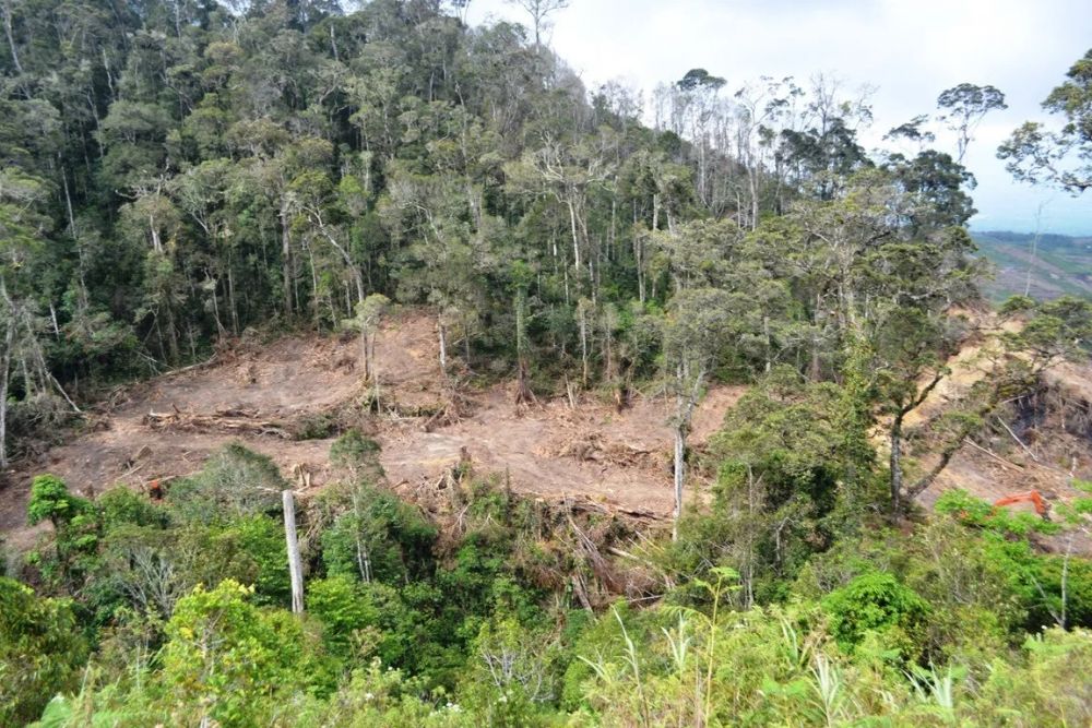 5 Alasan Hari Sejuta Pohon Jadi Momentum Penting Bagi Warga Indonesia