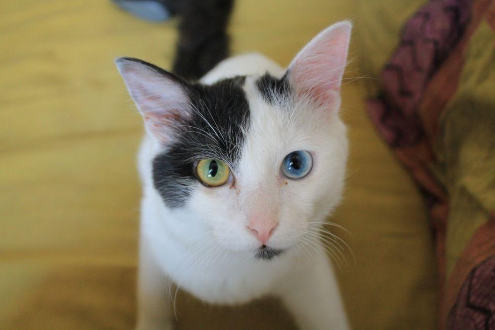 Odd Eye Cat Kucing Langka Dengan Dua Warna Bola Mata