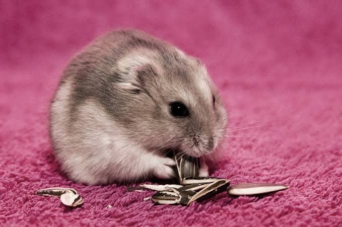 4 Jenis Hamster Paling Umum yang Perlu Kamu Tahu Sebelum Pelihara