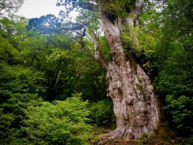 Nyaris Abadi, 9 Pohon Ini Bertahan Hidup Ribuan Tahun Hingga Sekarang