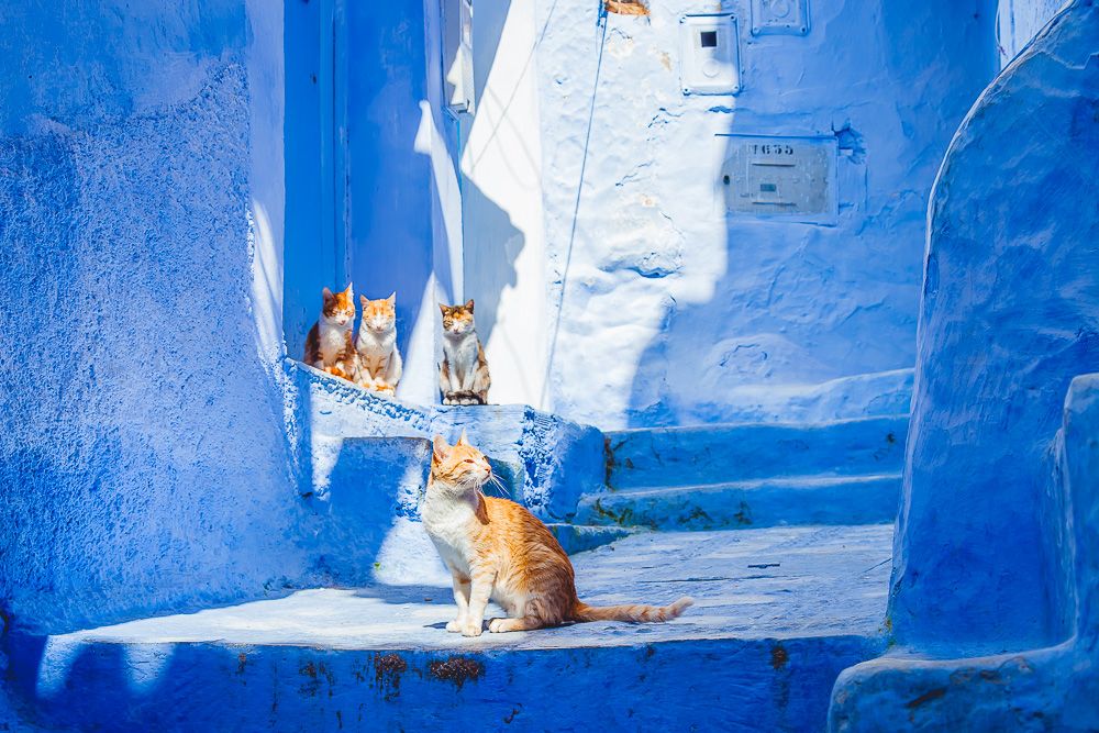 6 Alasan Kenapa Kamu Wajib Mengunjungi Kota Biru Chefchaouen di Maroko