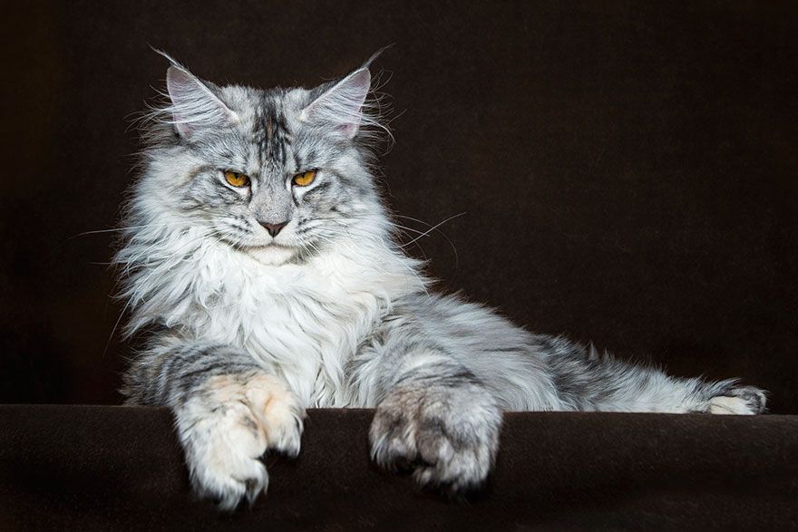 5 Fakta Maine Coon, Kucing Rumahan yang Berbadan Raksasa