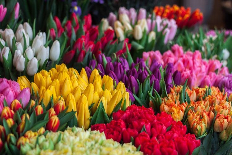 Valentine's Day, Ini Lima Bunga Lambangkan Romantisme