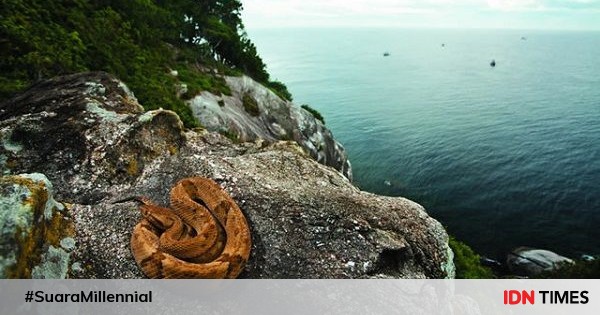 5 Fakta Bergidik Tentang Snake Island Pulau Paling 