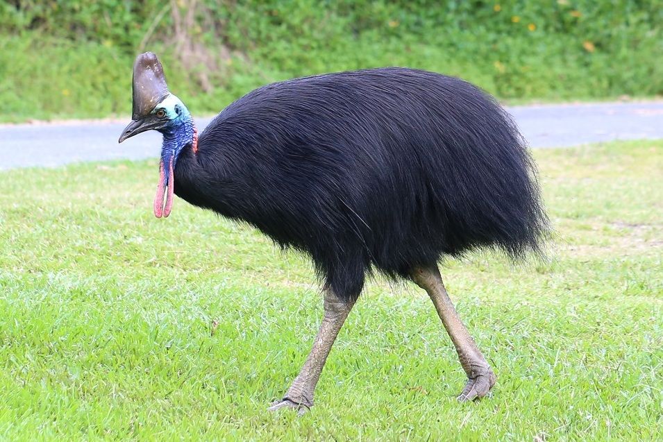 10 Fakta Menakjubkan Dari Keindahan Burung Kasuari Mirip Dinosaurus