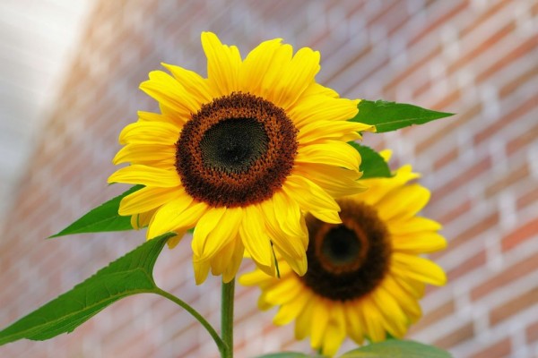 Tak Hanya Elok Ini 5 Manfaat Bunga  Matahari  Yang Jarang 