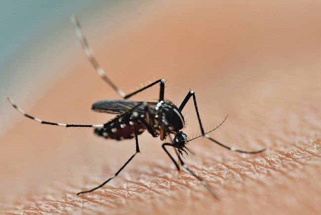 Sepanjang 2022, Demam Berdarah Dengue di Semarang Tembus 700 Kasus 