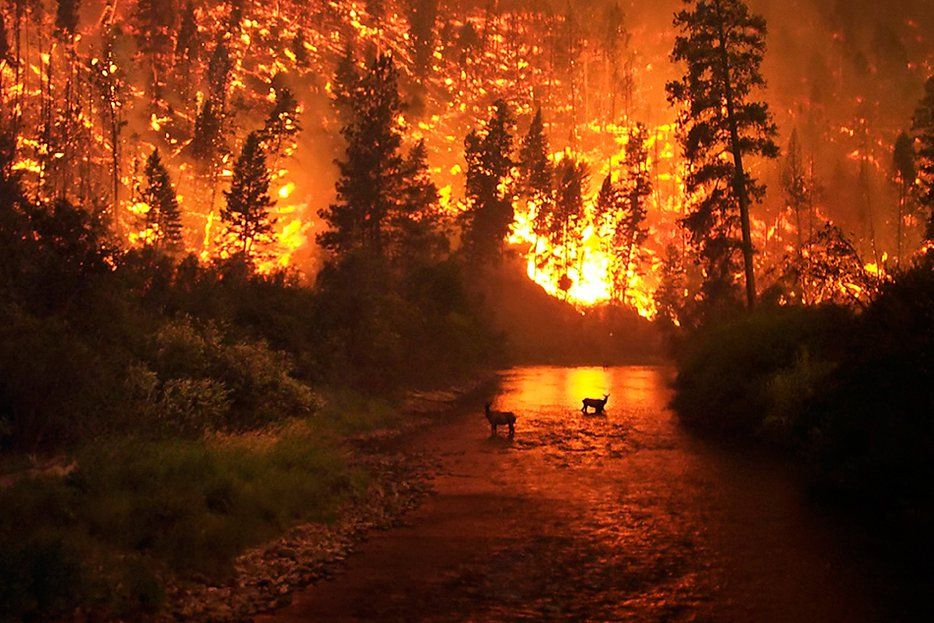 Kebakaran Hutan di Riau Mencapai 497,7 Hektare
