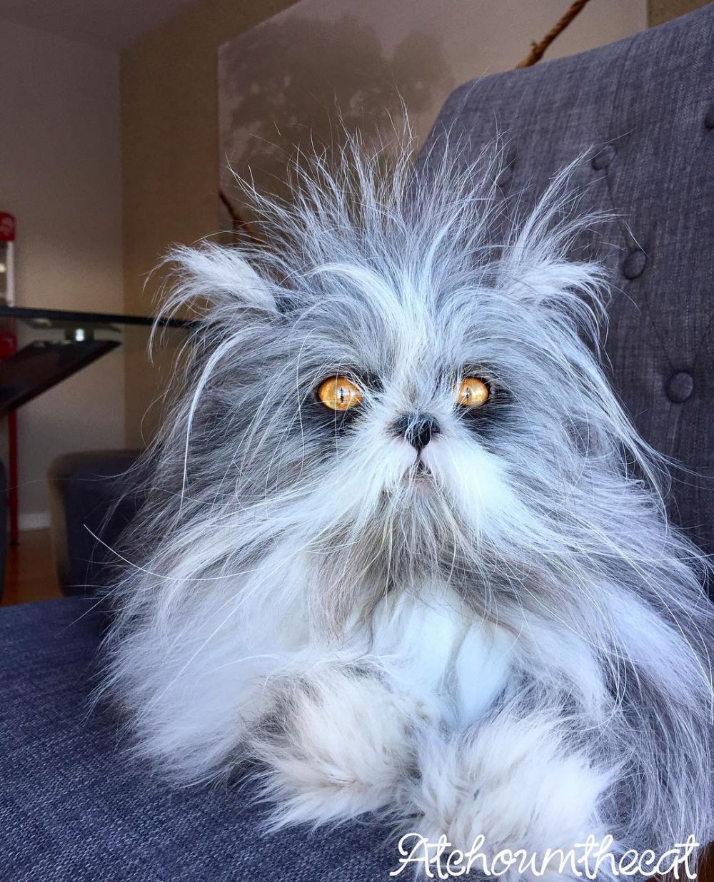 Super Imut, 10 Kucing Tak Sempurna Ini Malah Jadi Bintang Instagram!