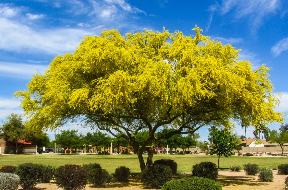 Дерево пала. Дерево паловерд. Дерево — Паркинсония Флорида. Palo Verde Tree. Palo Verde растение.