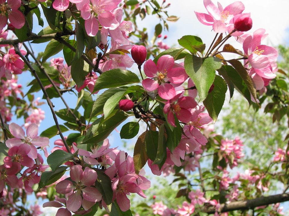 10 Fakta Menarik Tentang Hanami Festival Bunga Sakura Di Jepang