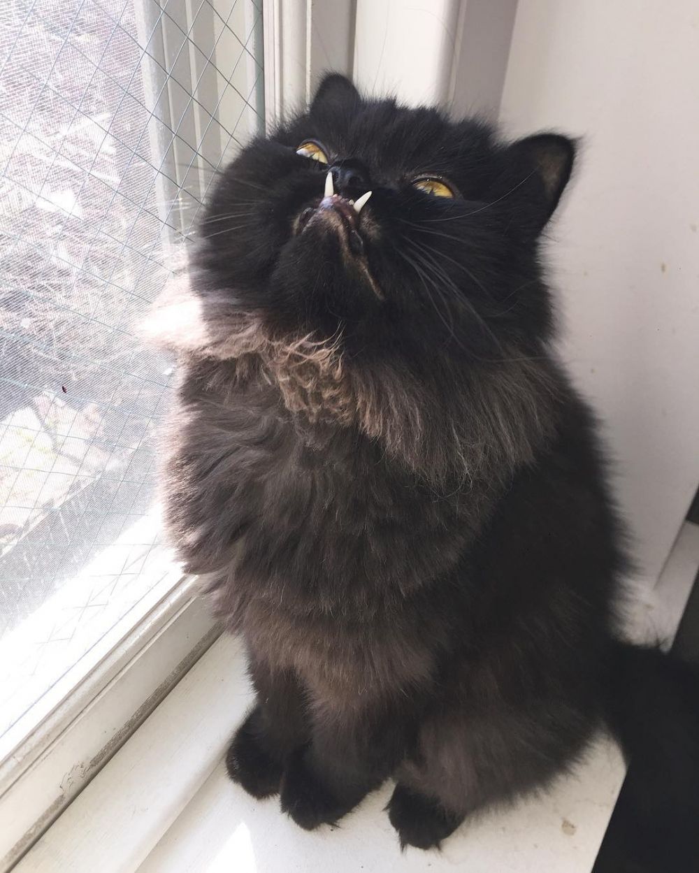Super Imut, 10 Kucing Tak Sempurna Ini Malah Jadi Bintang Instagram!