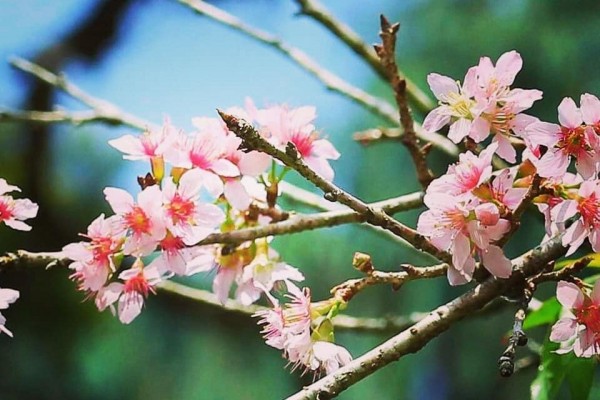 Bukan di  Jepang Pesona Bunga  Sakura  Ini Ada di  Kebun Raya 