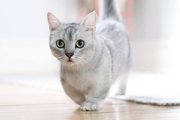 8 Fakta Kucing Munchkin Si Mungil Penuh Kontroversi