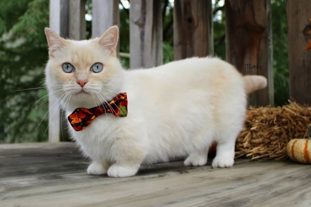 8 Fakta Kucing Munchkin, Si Mungil Penuh Kontroversi