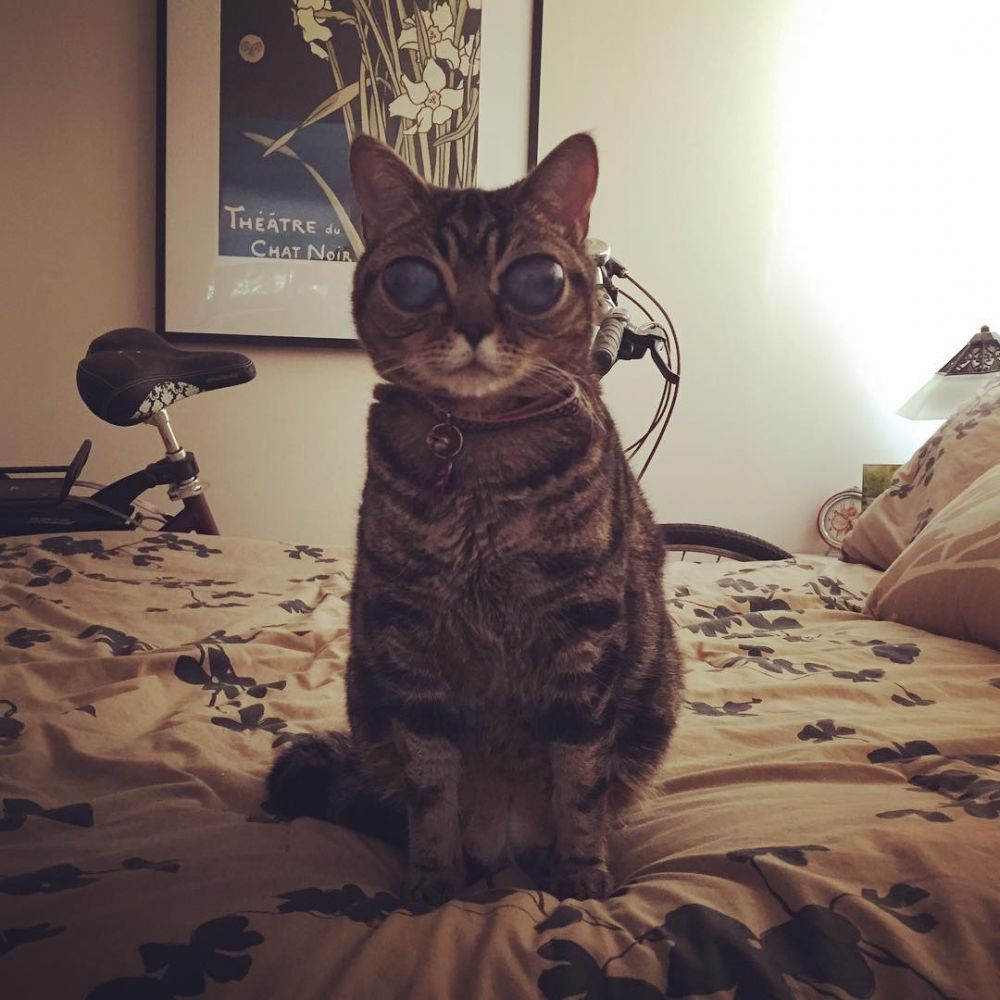 Super Imut, 10 Kucing Tak Sempurna Ini Malah Jadi Bintang Instagram!
