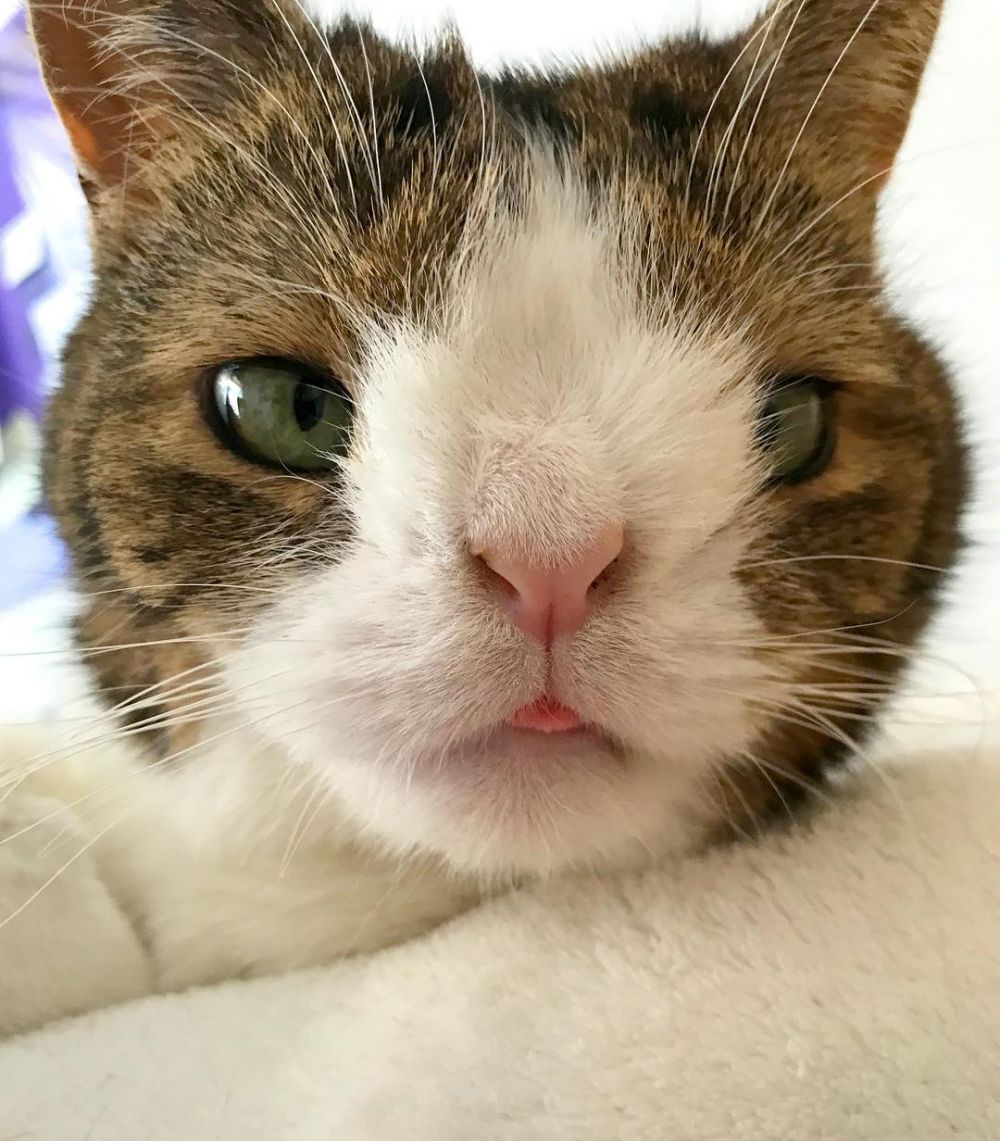 Super Imut, 10 Kucing Tak Sempurna Ini Malah Jadi Bintang Instagram!