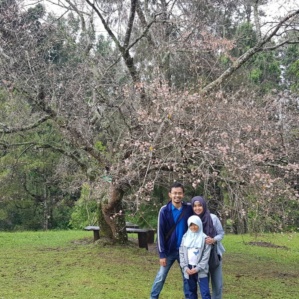 Bukan di Jepang Pesona Bunga  Sakura  Ini Ada di Kebun Raya 