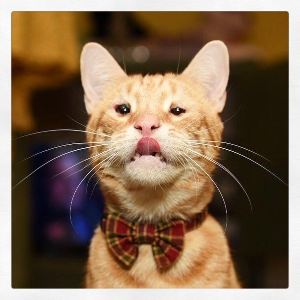 Super Imut, 10 Kucing Tak Sempurna Ini Malah Jadi Bintang Instagram!