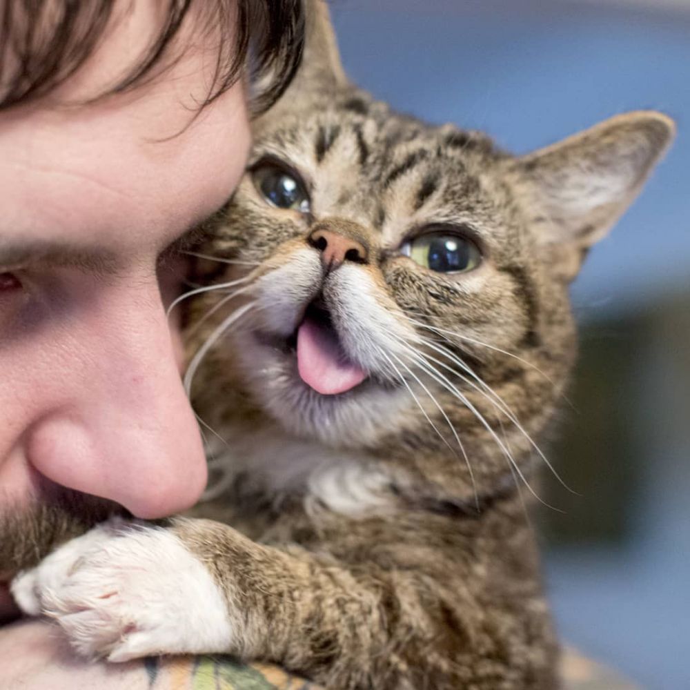 Super Imut, 10 Kucing Tak Sempurna Ini Malah Jadi Bintang Instagram!