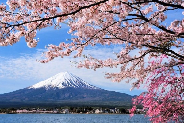 Gambar Pemandangan Bunga Sakura 15 Mewarnai Sketsa Bunga