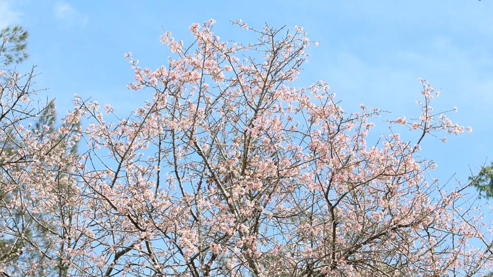 Bukan di  Jepang Pesona Bunga  Sakura  Ini Ada di  Kebun Raya 