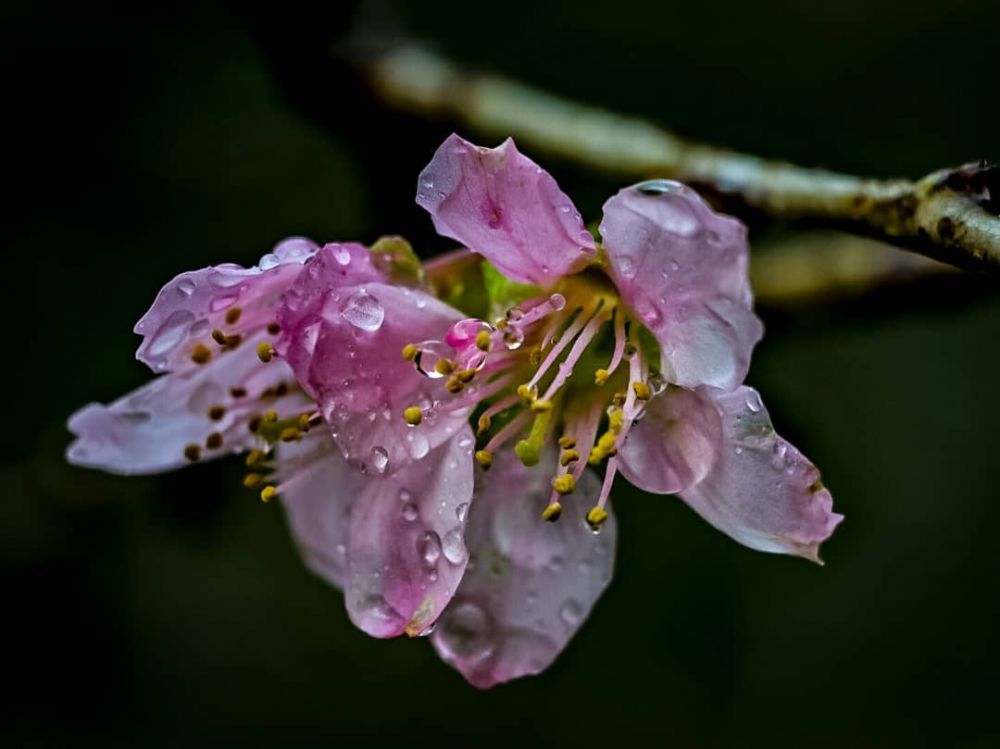 Bukan di Jepang Pesona Bunga  Sakura  Ini Ada di Kebun Raya 