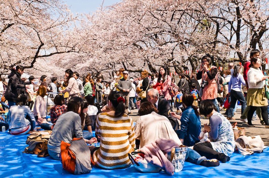 10 Fakta Menarik Tentang  Hanami Festival Bunga  Sakura  di 
