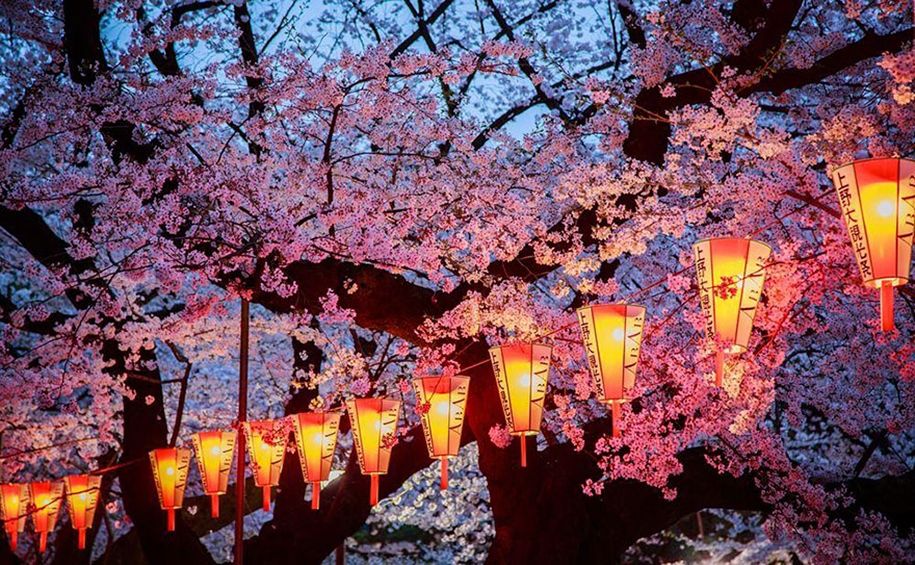 10 Fakta Menarik Tentang Hanami Festival Bunga Sakura Di Jepang