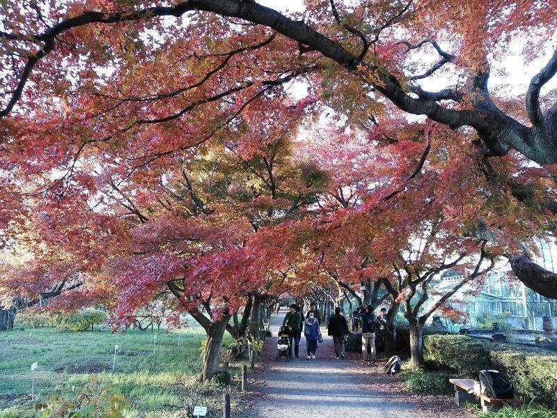 7 Tempat Terbaik untuk Melihat Bunga Sakura Mekar di Tokyo