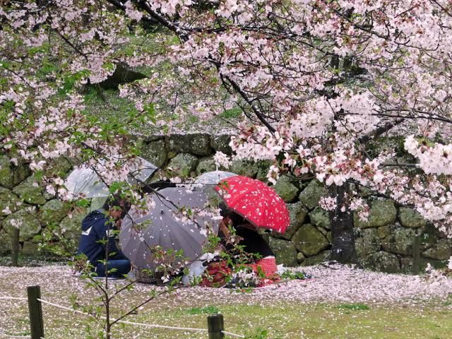 10 Fakta Menarik Tentang Hanami, Festival Bunga Sakura di Jepang