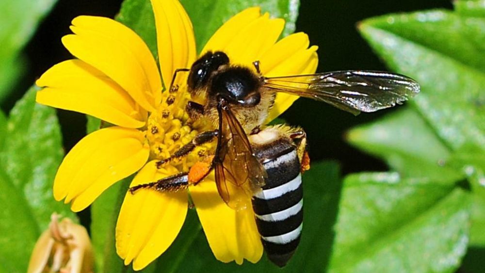 Selain Wallace 5 Jenis Lebah  Di Indonesia Perlu Anda Ketahui