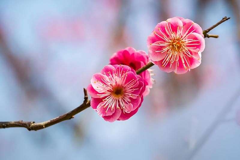 5 Filosofi Bunga Plum Blossom Yang Mekar Di Bulan Maret