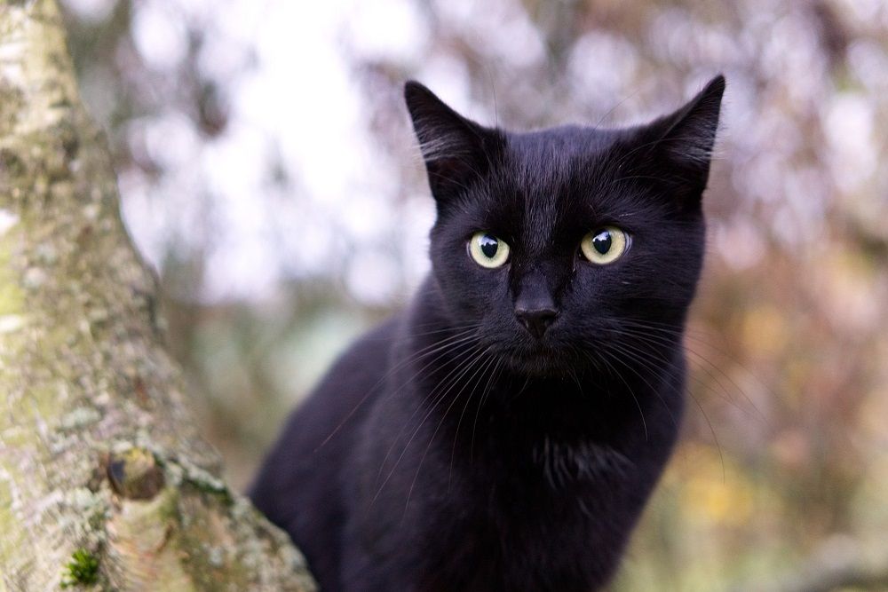 8 Fakta Menarik Kucing Hitam, Membawa Keberuntungan!