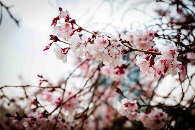 10 Fakta Menarik Tentang Hanami, Festival Bunga Sakura di Jepang