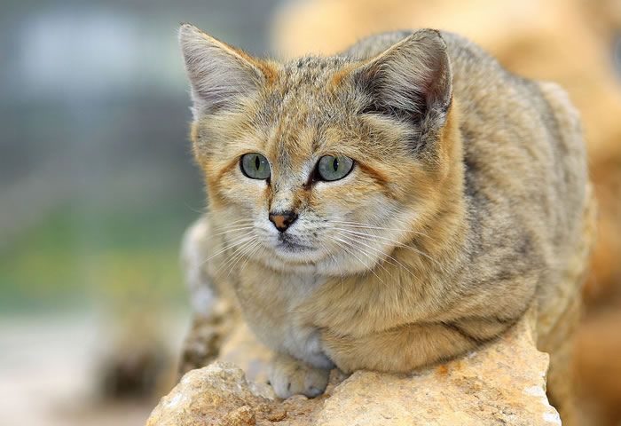 10 Fakta Menarik Sand Cat, Si Kucing Pasir yang Imut Tapi Tangguh