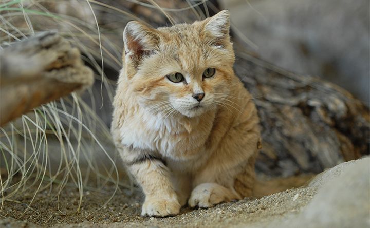 10 Fakta Menarik Sand Cat, Si Kucing Pasir yang Imut Tapi Tangguh
