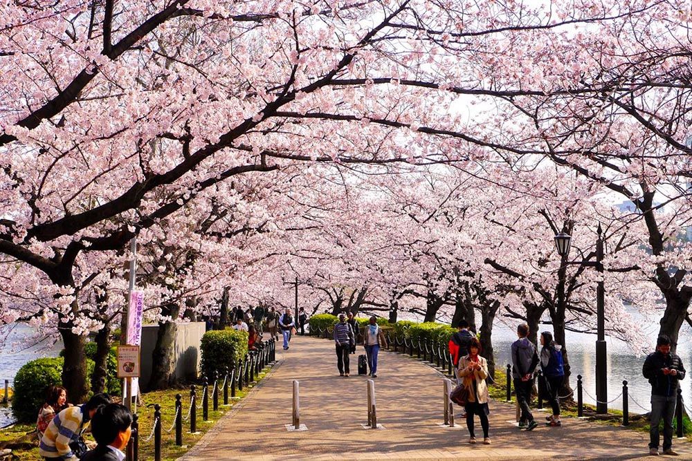 7 Tempat Terbaik Untuk Melihat Bunga Sakura Mekar Di Tokyo
