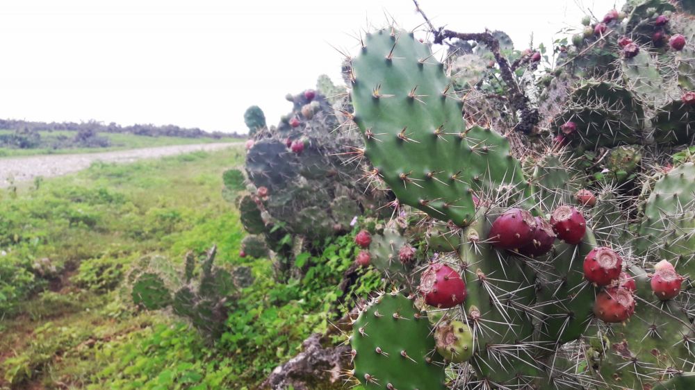 11 Fakta Fulan Fehan, Padang Rumput Indah di Ujung Perbatasan NTT