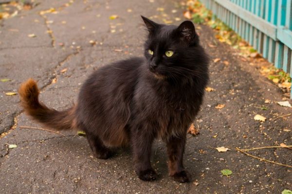 8 Fakta Menarik Kucing Hitam, Membawa Keberuntungan!