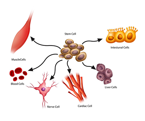 Mengenal Teknologi Stem Cell Harapan Para Penderita Kanker Darah