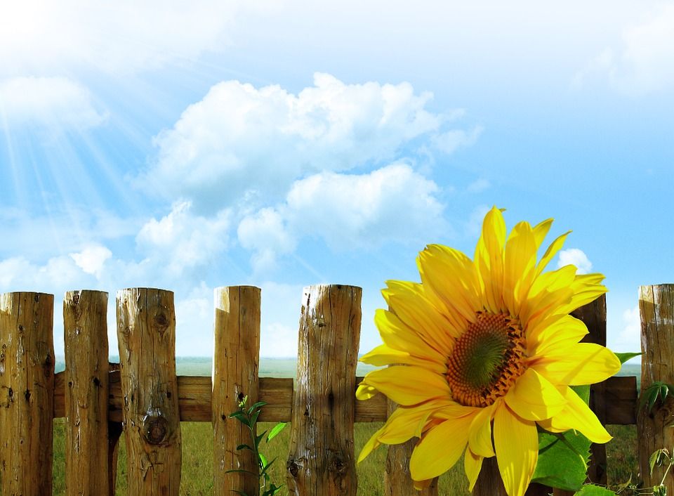 Dengan Keindahannya Ini 5 Filosofi Penuh Makna Dari Bunga Matahari
