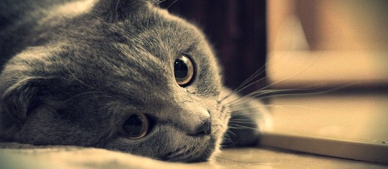 6 Hal Aneh Ini Hanya Bisa Dipahami oleh Kamu yang Punya Kucing