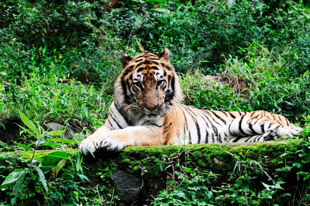 Harimau Sumatra Dievakuasi karena Masuk ke Pemukiman di Tapsel