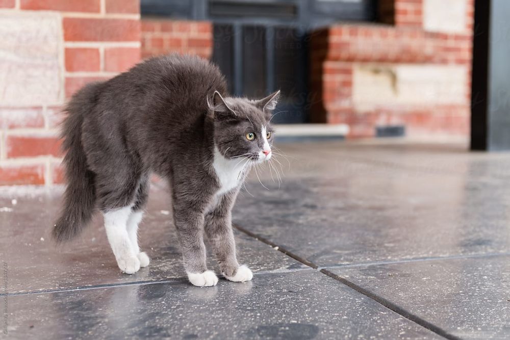 7 Perilaku Kucing Ini Punya Makna-makna Tertentu, Apa Saja?