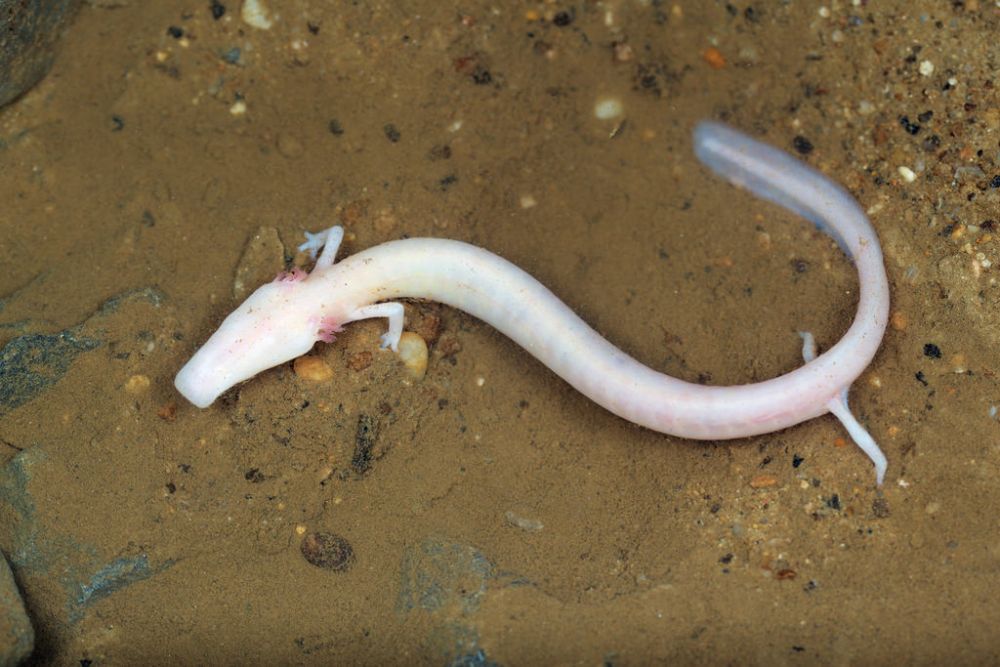6 Jenis Salamander Eksotis dengan Warna dan Bentuk yang Indah