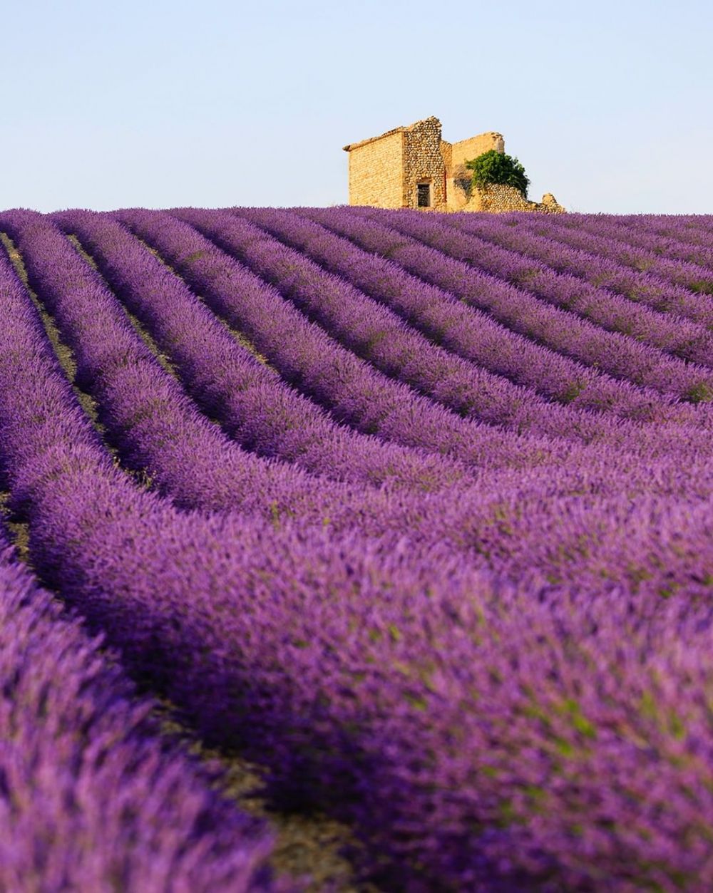 10 Potret Plateau de Valensole Ladang Lavender Memesona 