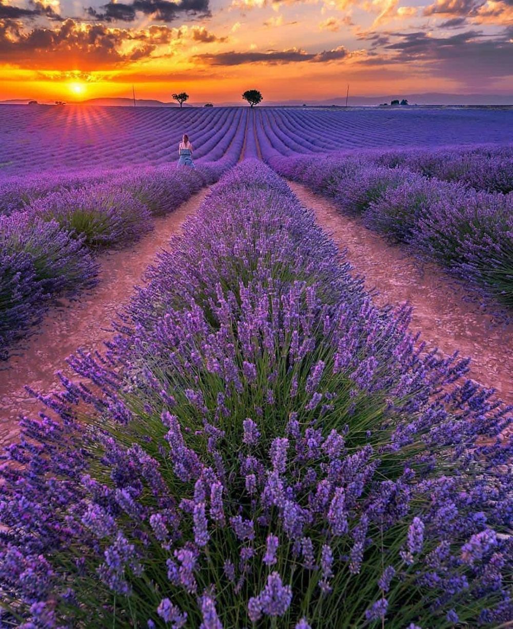 10 Potret Plateau De Valensole Ladang Lavender Memesona Di Prancis