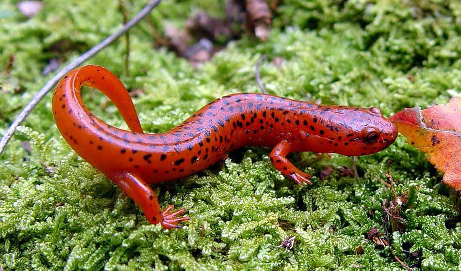 6 Jenis Salamander Eksotis dengan Warna dan Bentuk yang Indah